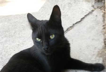 Je suis un chat noir et personne ne veut m'adopter.