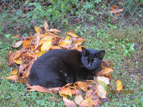 Photo de Lisa la petite perle noire de Béatrice...