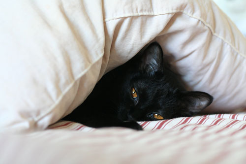 La poubelle du bonheur... Denise nous envoie l’histoire de son chat racontée par... son chat ! 