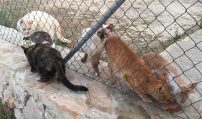 Agnès lance un appel en faveur des chats de Rocamadour qui risquent de mourir de faim.