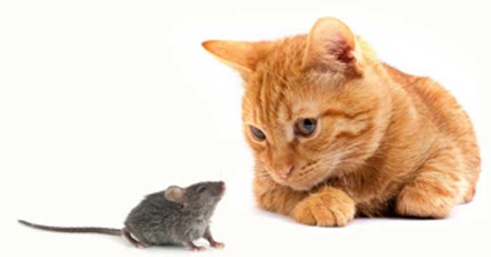 Avez-vous déjà vu une petite souris se précipitant sur un chat au lieu de le fuir ?