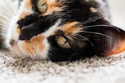 Les Chats à Travers le Monde : superstitions et croyances positives