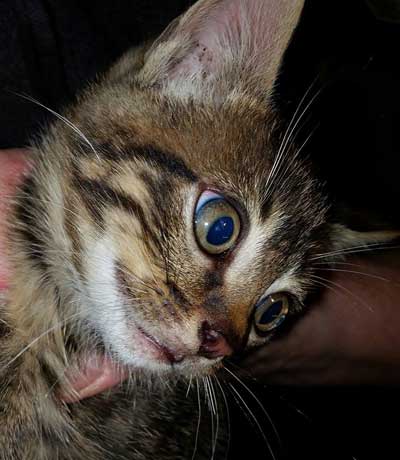 Photo du petit mâle tigré à adopter sur Poissy 