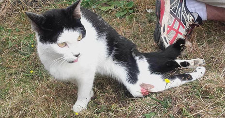 Vivette nous transmet cet appel en faveur de Clochette qui a besoin d'un chariot pour chat handicapé