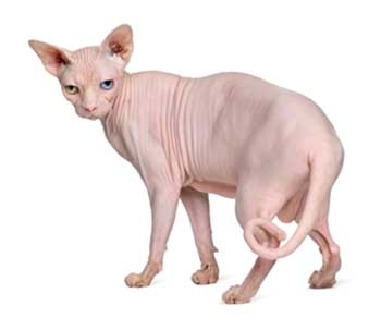 Char Sphynx