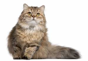 chat British Longhair