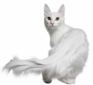 chat Angora Turc