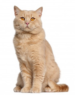 chat British Shorthair