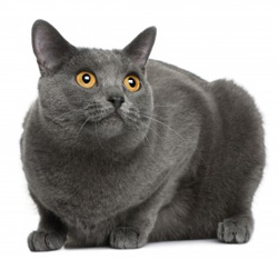 chat Chartreux