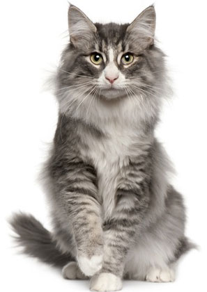 DIAPORAMA. Les dix races de chats les plus populaires en France ! Par Ronan 