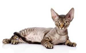 chat Devon Rex