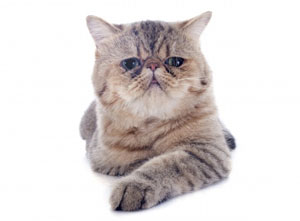 Chat Exotic Shorthair