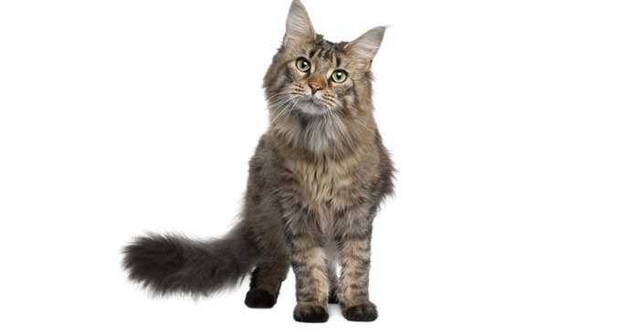 chat Maine Coon