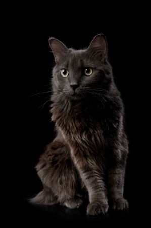 chat Nebelung