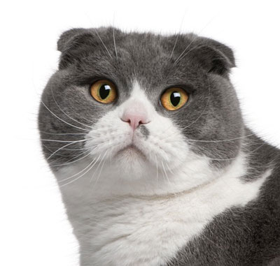 chat Scottish Fold