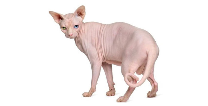 chat Sphynx