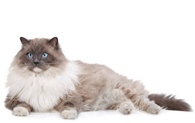 chat Ragdoll