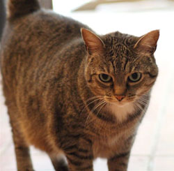 chat European Shorthair