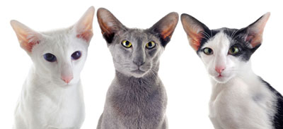 chat Oriental Shorthair