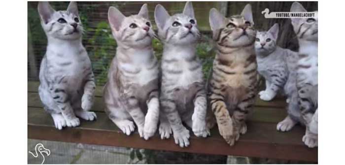 la danse des chats chats chats