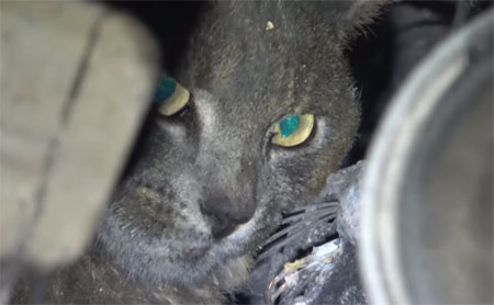 Sauvetage d'un chat rescapé des incendies terribles de Californie.