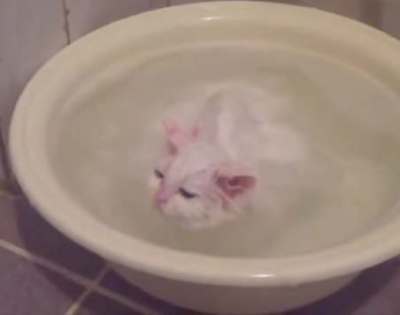 Vidéo : Le chat qui reste au bain...