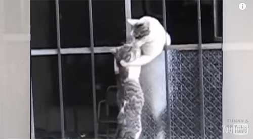 Video d'une maman chat à la rescousse de son chaton