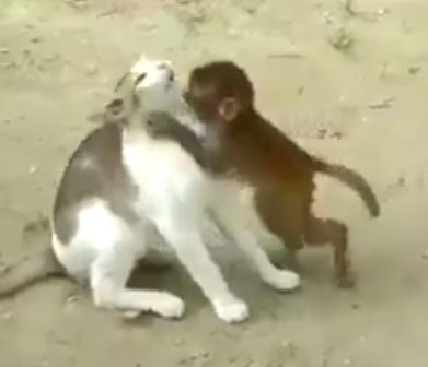 Vidéo d'une belle amitié entre un petit singe et un petit chat