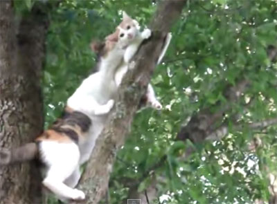 Vidéo d'une chatte secouriste et alpiniste pour son petit... 