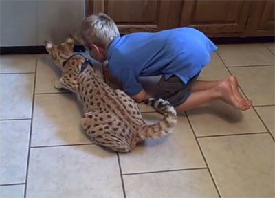 La vidéo de Scarlett Magic, le Savannah le plus grand chat du monde... 