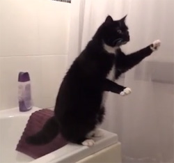 Video le chat qui pose devant un miroir