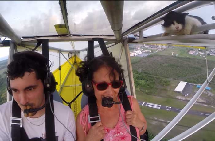 Vidéo : le chat aviateur... 