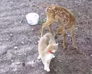 La vidéo du jour ou un faon devient l'ami d'un chat.