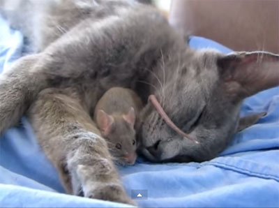  La vidéo de la petite souris grise amie du gros chat gris...