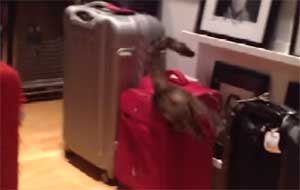 Que c'est drôle un chat et une valise !