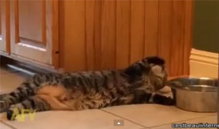 Vidéo d'un chat cossard qui a le sens du confort