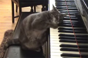 Vidéo du chat pianiste...Shöenberg  ou Mozart ?