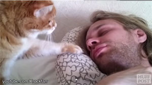 Vidéo du chat réveil matin