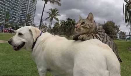 Le chat qui joue à saute-mouton !