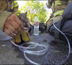 Un pompier sauve un chaton