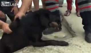 Vidéo : Un chien sauve un chaton de la noyade ! 