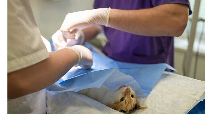 Le scandale de la hausse de prix des croquettes et des consultations des vétérinaires 