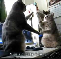 Ah si je pouvais apprendre à mes chats à danser !