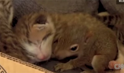 Vidéo : Maman chatte, ses chatons, son écureuil... 