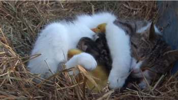 Vidéo ! La  mère aux canards est une chatte ! 