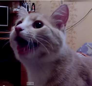 Vidéo : Un chat qui se prend pour un chien ! 
