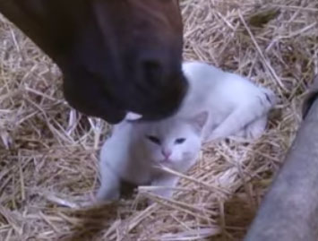 Une vidéo attendrissante, le chat et le cheval... 