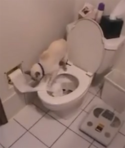 Le chat qui utilise les toilettes