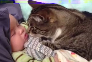Une vidéo tres touchante démontrant qu'une grande complicité peut exister entre le chat et l'enfant.